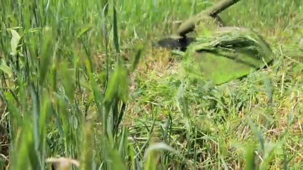 Ein handgehaltener Rasenmäher mäht das Gras im Sommer im Garten. Für ein Gartengerätehaus. — Stockvideo