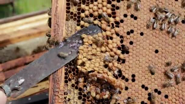 El apicultor corta el gusano macho con un cuchillo. Control del número de drones en la colmena. Apicultura, secretos de la cría de abejas y la extracción de miel — Vídeo de stock