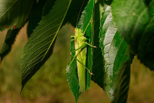 Eine grüne große echte Langschwanzheuschrecke sitzt auf einem Baum auf den Blättern. Die Heuschrecke ist ein Rülpser von Orthoptera. Tettigonia caudata. — Stockfoto