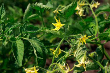 Domates çiçekleri, domates meyveleri. Bahçecilik. Çiçek açan sarı bitki, bol çiçeklenme, tarım. Solanaceae ailesinin bahçe bitkisi.