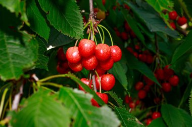 Yaz mevsiminde ağaç dalında tatlı kirazlar. Bahçe işleri, meyve ağaçları, meyvelerin faydaları.