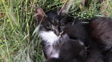 Yavru kediler anne kediye tırmanır. Mutlu kedi anneliğin tadını çıkarıyor..
