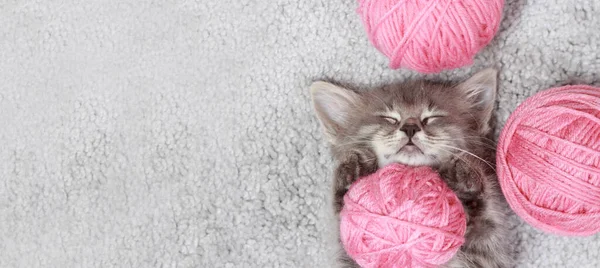 Banner de gato - um pequeno gatinho cinza fofo dorme com bolas rosa de fio. Espaço de cópia para texto. — Fotografia de Stock