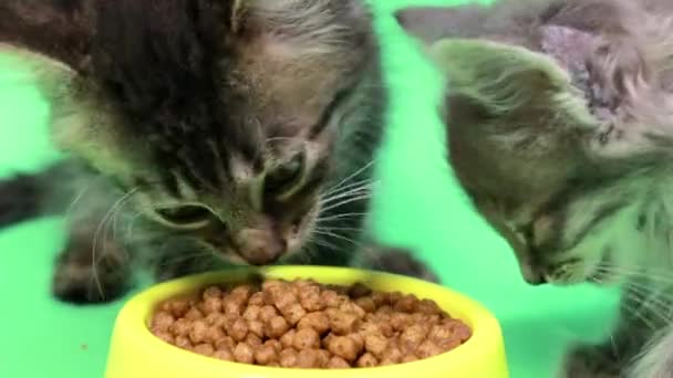 Dos gatitos pequeños comen comida seca de cerca sobre un fondo verde de pantalla verde cromakey — Vídeos de Stock