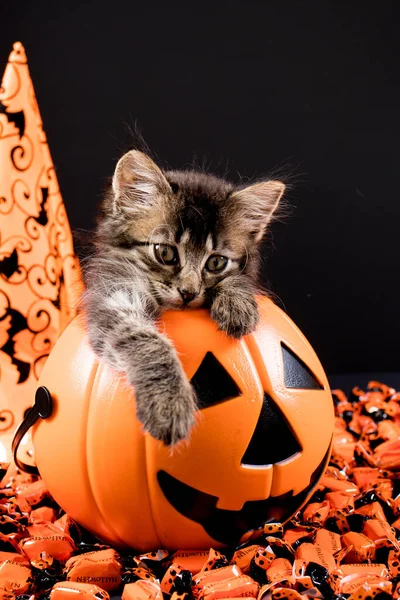 Placa vertical de Halloween. Um gato com asas senta-se em um balde de abóbora em um fundo preto. Lugar para texto. — Fotografia de Stock