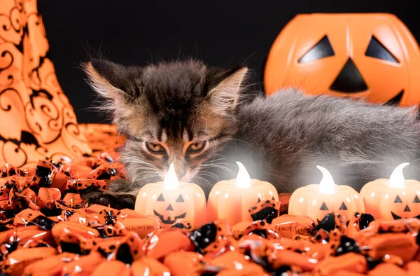 사악 한 마녀 고양이가 호박의 촛불을 쳐다본다. 핼러윈 과 동물 — 스톡 사진
