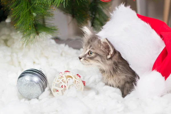 Gato de Navidad. Un pequeño gatito gris con un sombrero de Santa Claus juega en la nieve con pelotas. Con lugar para el texto. — Foto de Stock