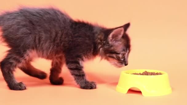 Un pequeño gatito gris llega al plato y come deliciosa comida para gatos, mira a su alrededor sobre un fondo naranja. — Vídeos de Stock