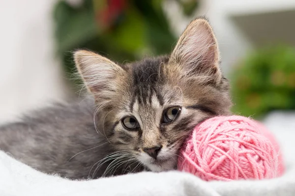 Um pouco listrado gatinho cinza fofo sentado ao lado da bola rosa de fios. Cartão bonito, calendário ou capa. — Fotografia de Stock