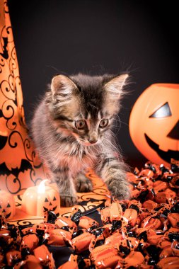 Küçük sevimli kediyle dikey kart. Cadılar Bayramı ve evcil.