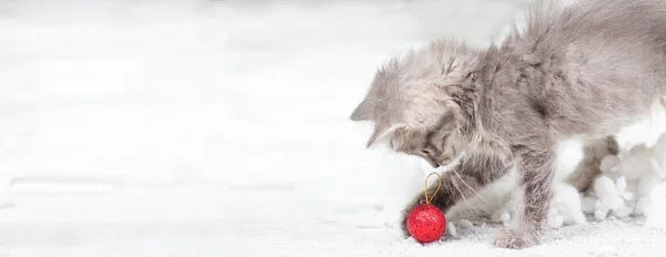 圣诞猫横幅。一只灰色的小猫在雪地里玩红色的球。有文字复制空间的地方. — 图库照片