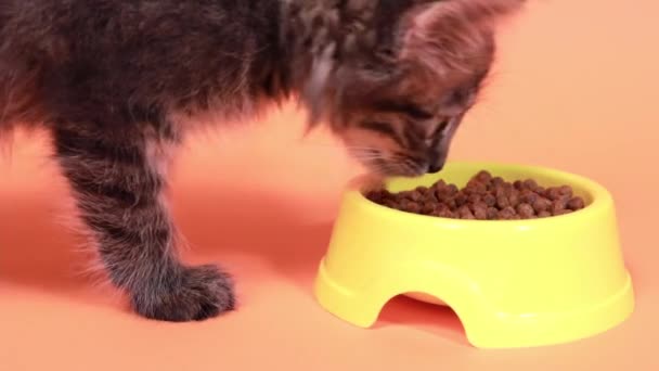 小さな灰色の子猫がプレートに来て、オレンジの背景に猫のためのおいしい食べ物を食べます. — ストック動画