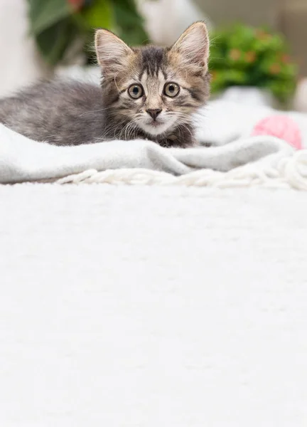 Un hermoso gatito gris rayado se sienta en una manta. Banner vertical con espacio para texto. — Foto de Stock