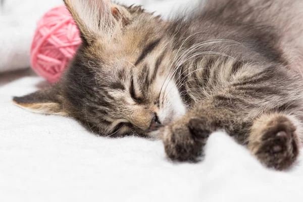 Um pequeno gatinho cinza fofo listrado dorme com bolas cor-de-rosa de fio. Espaço de cópia para texto. — Fotografia de Stock