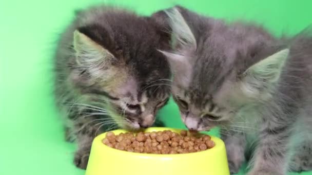 Dos gatitos pequeños comen comida seca de cerca sobre un fondo verde de pantalla verde cromakey — Vídeo de stock