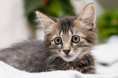 Güzel çizgili gri bir kedi yavrusu battaniyeye oturur. Takvim, reklam ve evcil hayvan mağazası için şirin bir kart