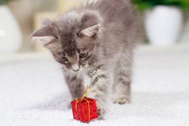 Gri arka planda hediye kutusuyla oynayan tüylü gri bir kedi yavrusu. Hayvanlar için oyuncaklar ve eşyalar, evcil hayvan dükkanı.