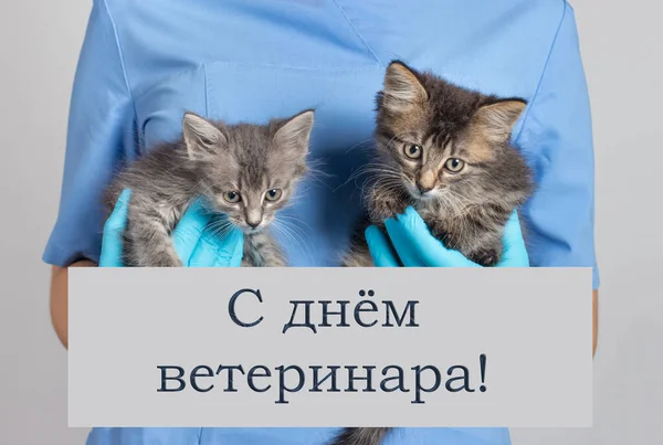 Pozdrav s textem v ruštině, překlad Happy Veterinary Day. Veterinář drží v rukou dvě šedá koťata. — Stock fotografie
