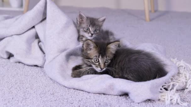 Dos pequeños gatitos de pestañas grises están mirando la cámara, guiñando un ojo mientras están sentados sobre un fondo gris. Calma felinos felices juguetones. — Vídeo de stock