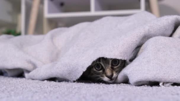 Un pequeño gato gris se asoma desde debajo de la manta y asiente con la cabeza sobre un fondo gris. Un curioso gatito juguetón esponjoso. — Vídeos de Stock