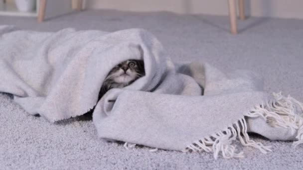 Un gatito gris se esconde en una manta, saca una pata. Un pequeño gato gracioso en el apartamento descansa. — Vídeo de stock