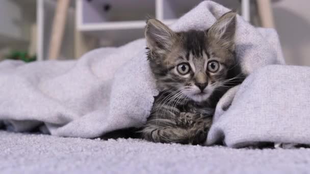 A striped gray cat under a blanket closely watches the camera, twists his head to the sides. Funny pet kitten rests. — Stock Video