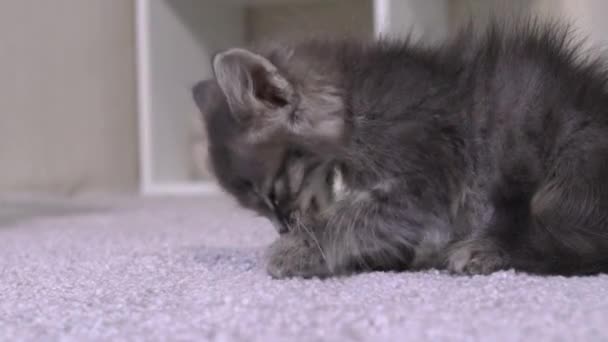 Gatito gris lame la pata para limpiar la piel, sentado con la lengua expuesta. La limpieza de las patas en un gato. — Vídeo de stock