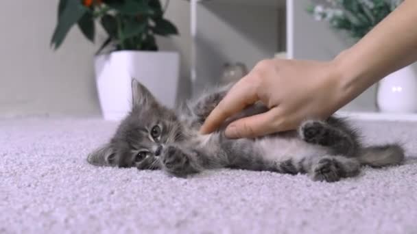 Mujer acariciando a un gatito, gato y hombre interacción. Un lindo gatito gris de 1-2 meses está tomando el sol y disfrutando de la caricia. — Vídeos de Stock