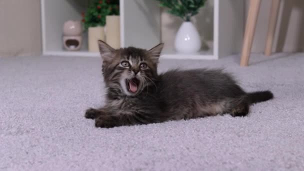 El pequeño gato bosteza graciosamente y mira la cámara. Un gatito rayado gris disfruta de la vida. — Vídeos de Stock