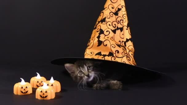 Een Halloween heks verbergt zich onder een oranje hoed, gluurt naar buiten en verlaat het frame. Het kitten bereidt zich voor op de vakantie. — Stockvideo