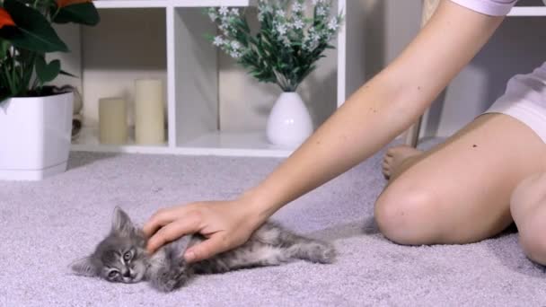 A woman strokes a cat, a second kitten runs up and wants to play. Cute gray kittens enjoy life. — Stock Video
