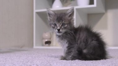 Mutlu kedi yavrusu dudaklarını yalar, ağzını açar ve dilini dışarı çıkarır. Gri kedi yemekten sonra yıkanır..