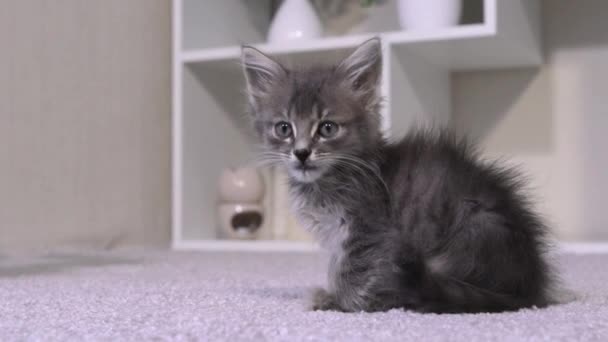 El gatito feliz lame sus labios, abre su boca y saca su lengua. El gato gris se lava después de comer. — Vídeo de stock gratis