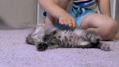Küçük bir çocuk gri bir kediyi okşar. Kedisi olan bir çocuğun sevgisi ve sevecenliği, evcil bir hayvanla çocukluğu