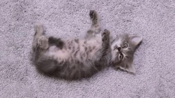 A boldog szürke cica forog, nyúlik és pihen egy szürke háttér. Egy elégedett macska fekszik a hátán felhúzott hassal. — Stock videók