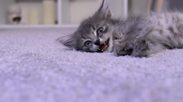 Gatito feliz maulla, abre la boca acostado en una alfombra gris. Gato gris descansa y bosteza — Vídeo de stock