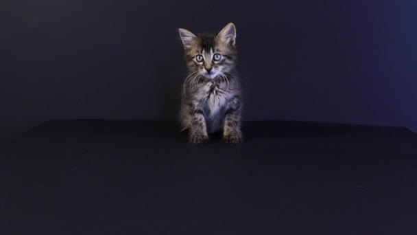 A gray striped kitten on a black background looks away, looks around, preparing to jump — Stock Video