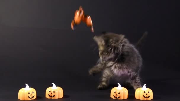 ハロウィングレーの猫はキャンディをキャッチします。子猫は黒を背景に休日の準備をしています. — ストック動画