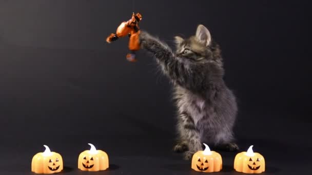 Halloween-Katze fängt Süßigkeiten. Das Kätzchen bereitet sich auf den Urlaub auf schwarzem Hintergrund vor. — Stockvideo