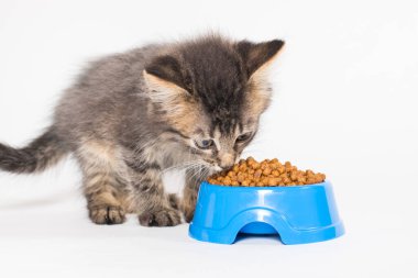 Küçük gri bir kedi yavrusu beyaz arka planda kediler için lezzetli yiyecekler yiyor. Evcil hayvanlar için mallar