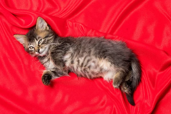 Gatinho cinza bonito encontra-se em uma vista superior cobertor vermelho. Pequeno gato fofo com 1 mês de idade — Fotografia de Stock