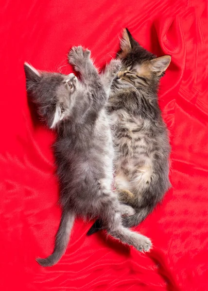 Zwei grau gestreifte Kätzchen spielen liegend auf einer roten Decke Blick von oben vertikales Foto — Stockfoto