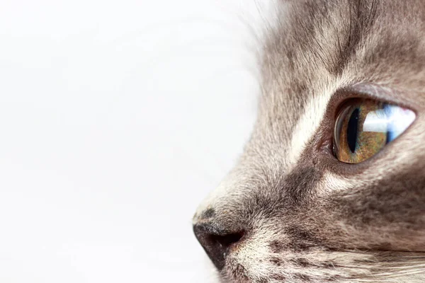 Глазной котёнок крупным планом. Офтальмология для кошек и место ветеринарной клиники для текста на белом — стоковое фото