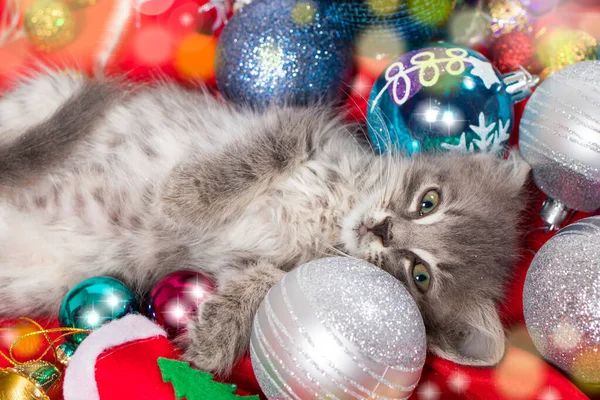 Navidad gris gatito está preparando para el día de fiesta acostado entre el Año Nuevo bolas en rojo. — Foto de Stock