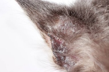 Bir kedinin kulağındaki ince çizgiye yakın çekim. Bir kedinin içindeki mikro pori ya da liken, saçlar dökülür ve derisi soyulur..