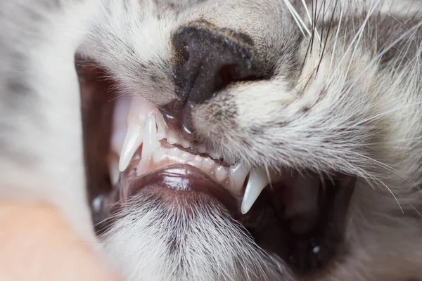 Зубы младенца в котенке. Стоматология для кошек, крупный план. — стоковое фото
