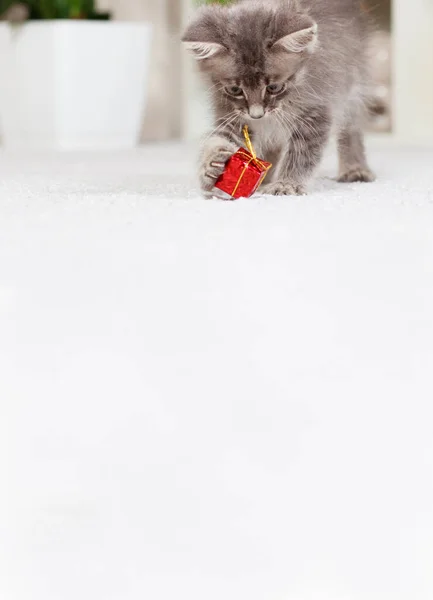 Banner Vertical Com Gato Com Lugar Para Seu Texto Gatinho — Fotografia de Stock