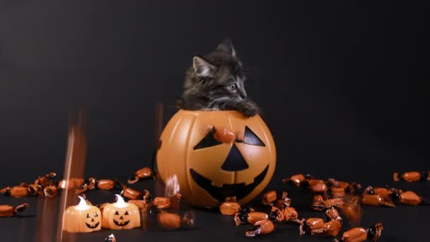 Ein Halloween-Kätzchen sitzt in einem Eimer mit Kürbis, Bonbons fallen darauf. — Stockvideo