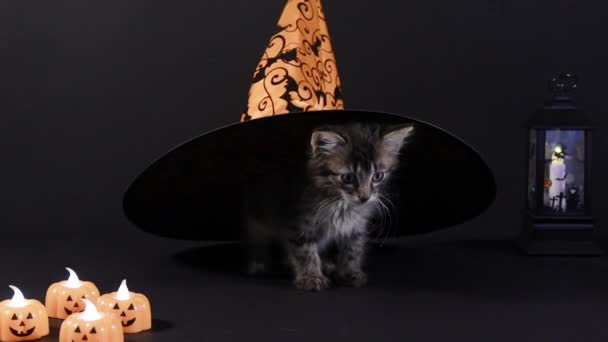 Хэллоуинская ведьма прячется под оранжевой шляпой. Котёнок готовится к празднику.. — стоковое видео
