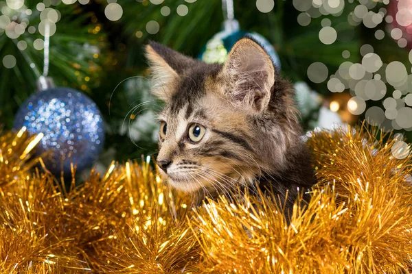 Gato Navidad Está Preparando Para Año Nuevo Mira Hacia Otro — Foto de Stock